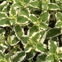 Menta de Prado - Mentha suaveolens 'Variegata'