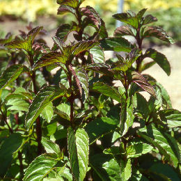 Menta bergamota - Mentha piperita Citrata
