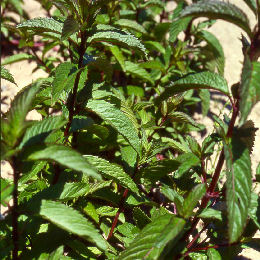 Menta piperita - Mentha piperita