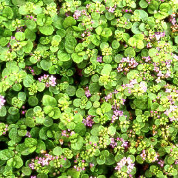 Menta de C�rcega - Mentha requienii