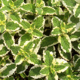 Menta de Prado - Mentha suaveolens "Variegata"