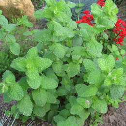Menta verde - Mentha spicata