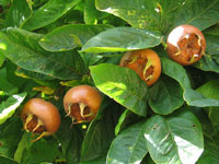 Frutos de Nispolero