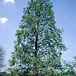 Metasecuoya - Secuoya de hojas caedizas - Metasequoia glyptostroboides