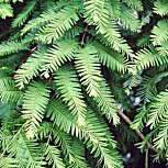Metasecuoya - Secuoya de hojas caedizas - Metasequoia glyptostroboides
