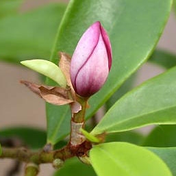 Arbusto de la banana - Michelia figo