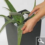 Aloe vera
