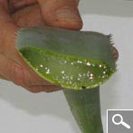 Aloe vera