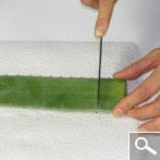 Aloe vera