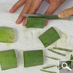 Aloe vera