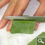 Aloe vera