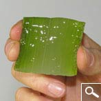 Aloe vera