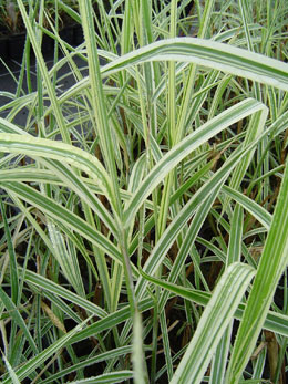 Miscantus de China - Eulalia de China Variegatus - Miscanthus sinensis Variegatus