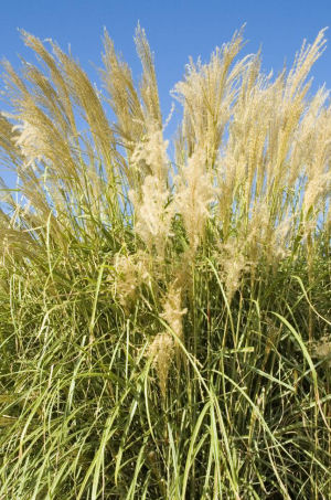 Miscantus transmorrissonensis - Miscanthus transmorrissonensis