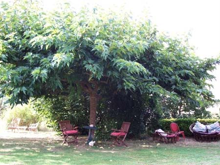 Morera de hojas de Pl�tano - Morus kagayamae