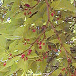 Morera de hojas de Plátano - Morus kagayamae Morera de hojas de Plátano - Morus kagayamae