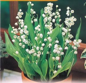 Muguet, Lirio del Valle