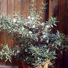 Mirto - array�n - Myrtus communis
