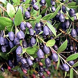 Mirto - array�n - Myrtus communis