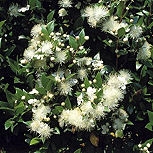 Mirto - array�n - Myrtus communis