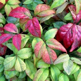 Nandina Fire Power o bamb� sagrado Fire Power