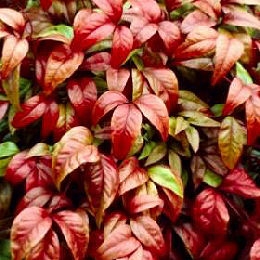 Nandina Fire Power o bamb� sagrado Fire Power
