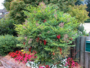 Nandina - Bamb� sagrado - Nandina domestica