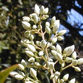 Nandina - Bamb� sagrado - Nandina domestica