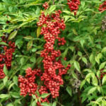 Nandina - Bamb� sagrado - Nandina domestica