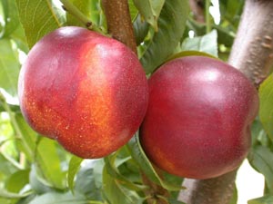 Nectarino de carne amarilla