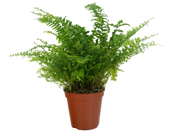 Helecho de Boston - Nephrolepis exaltata 'Bostonienis' - planta de interior