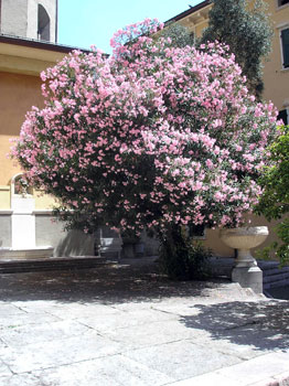 Adelfa - Nerium oleander