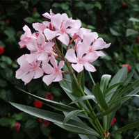 Adelfa - Nerium oleander - Floraci�n