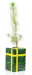 Estuche regalo est�ndar