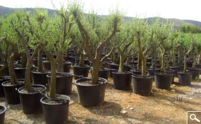 Olivo specimen - contenedor 110 L
