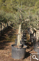 Olivo specimen - contenedor 70 L