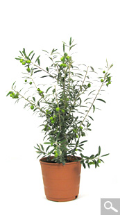 Olivo Arbustivo