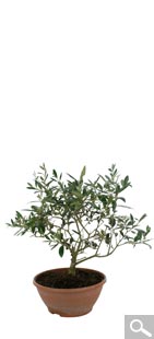 Olivo Bonsai