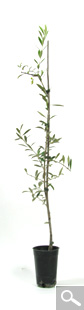Olivo cultivado