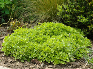 Mejorana - Origanum majorana