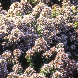 Or�gano 'Compactum' - Origanum 'Compactum'