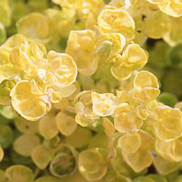 Or�gano 'Aureum' - Origanum 'Aureum'