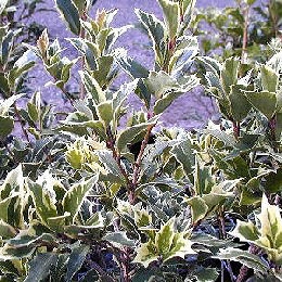 Acebo chino de hojas variadas - Osmanthus heterophyllus variegatus