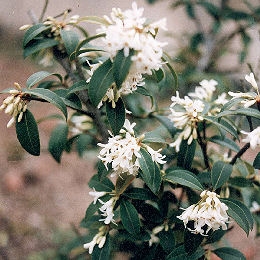 Acebo de Burkwood - Osmanthus x Burkwoodi