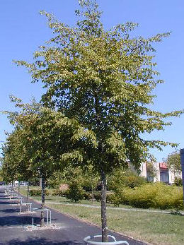 Carpe negro - ostrya - Ostrya carpinifolia