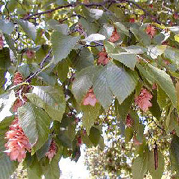 Carpe negro - ostrya - Ostrya carpinifolia