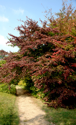 Árbol de hierro Árbol de hierro