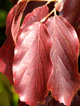 �rbol de hierro