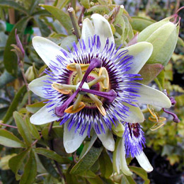 Flor de la pasi�n flores - Passiflora c&aelig;rulea