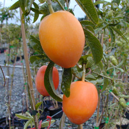 Flor de la pasi�n frutos - Passiflora c&aelig;rulea